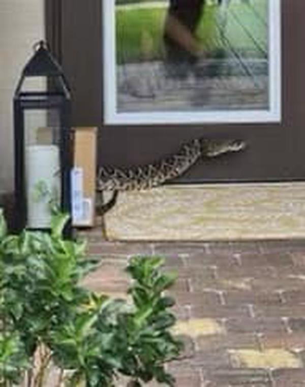 Rattlesnake bites Amazon driver