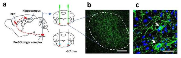 Breathing patterns found to influence memory retention in mice